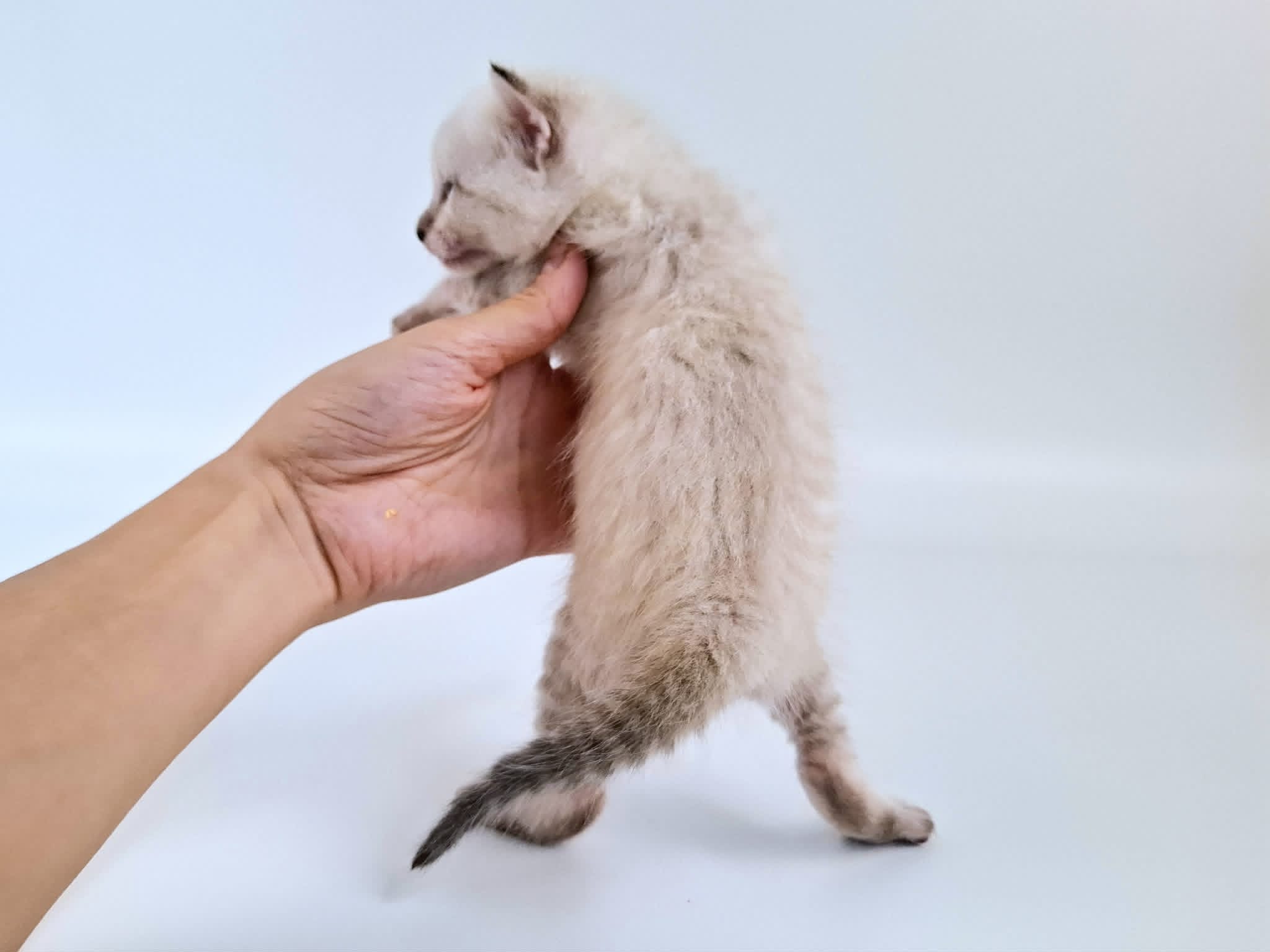 Kitten 4